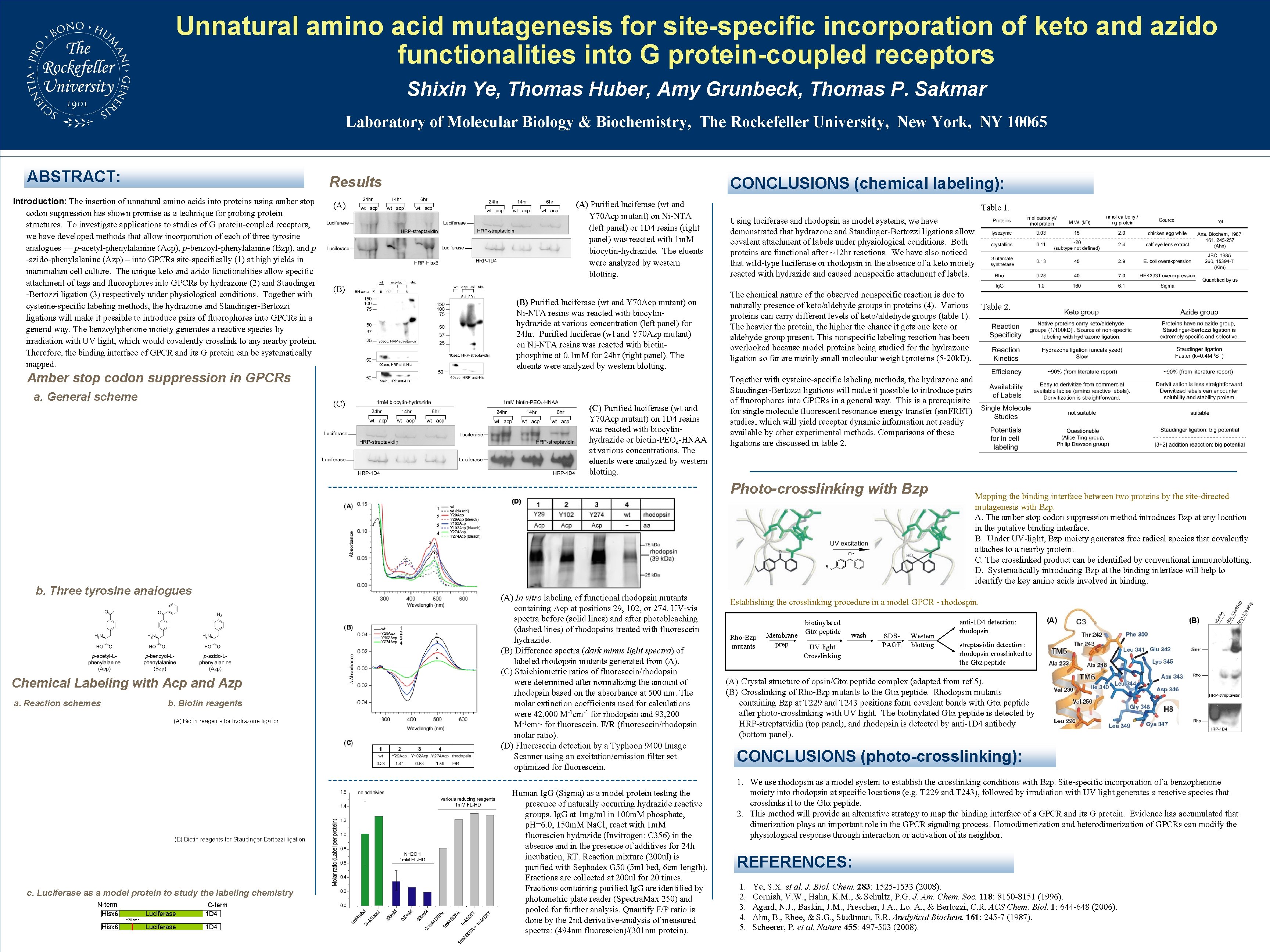 Unnatural amino acid mutagenesis for site-specific incorporation of keto and azido functionalities into G