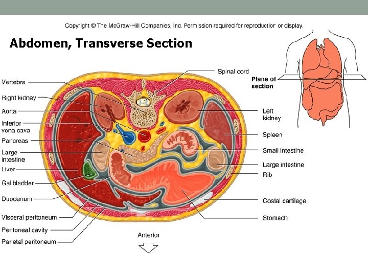 ANATOMICAL LANGUAGE BIO 137 Anatomy Physiology I Lab