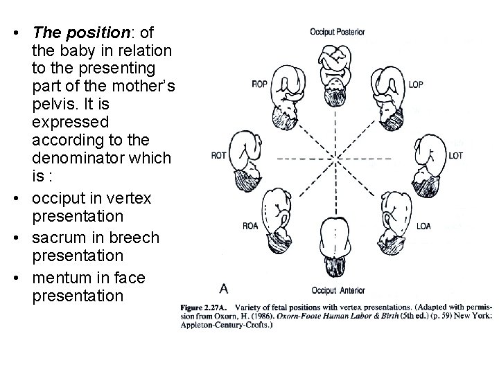  • The position: of the baby in relation to the presenting part of