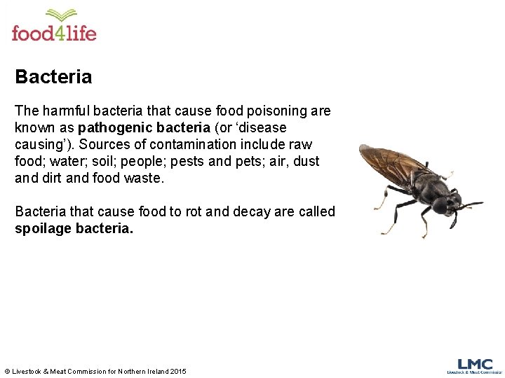 Bacteria The harmful bacteria that cause food poisoning are known as pathogenic bacteria (or