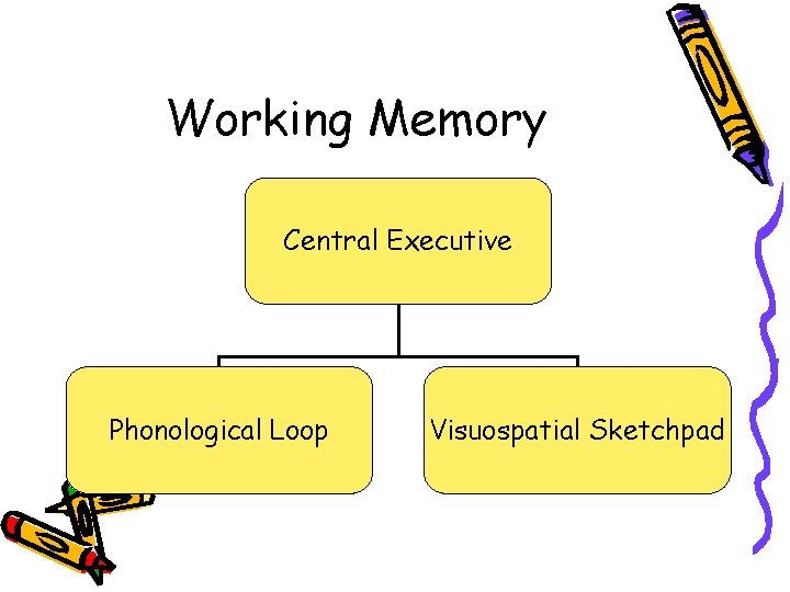 Working Memory Central Executive Phonological Loop Visuospatial Sketchpad 