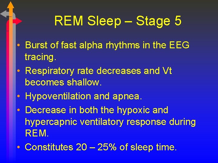 REM Sleep – Stage 5 • Burst of fast alpha rhythms in the EEG