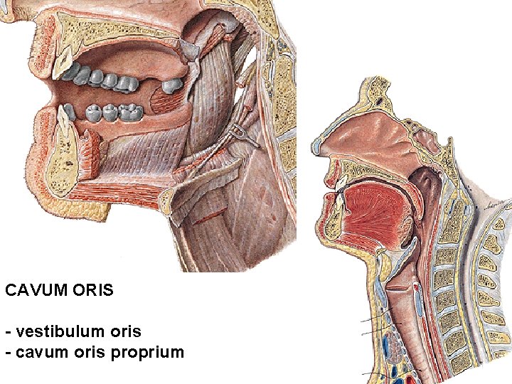 CAVUM ORIS - vestibulum oris - cavum oris proprium 