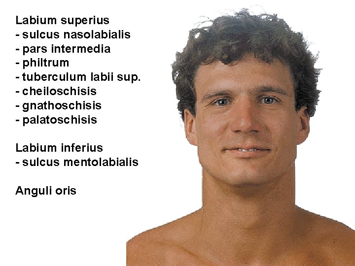 Labium superius - sulcus nasolabialis - pars intermedia - philtrum - tuberculum labii sup.