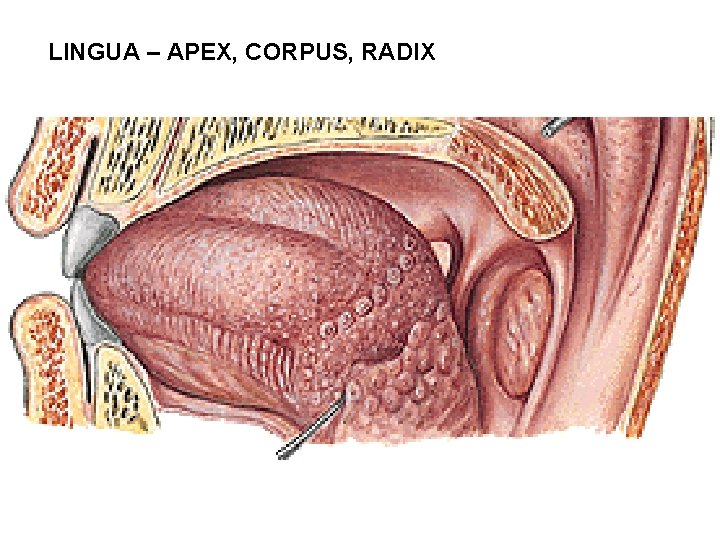 LINGUA – APEX, CORPUS, RADIX 