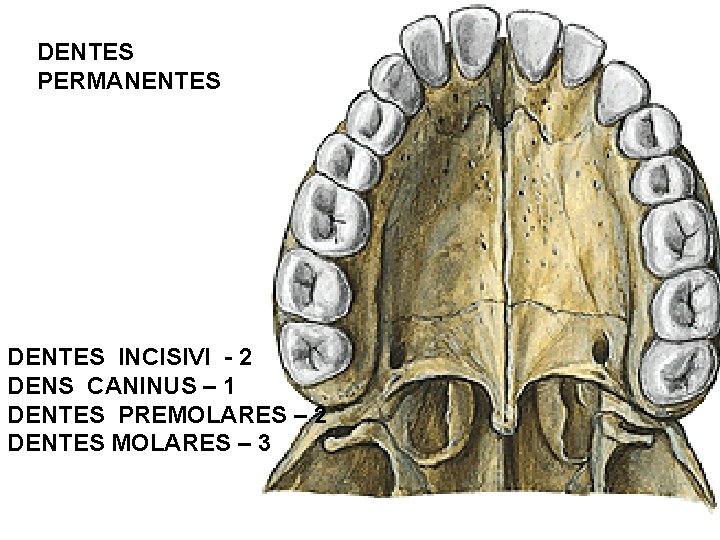 DENTES PERMANENTES DENTES INCISIVI - 2 DENS CANINUS – 1 DENTES PREMOLARES – 2