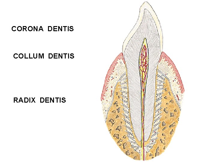 CORONA DENTIS COLLUM DENTIS RADIX DENTIS 