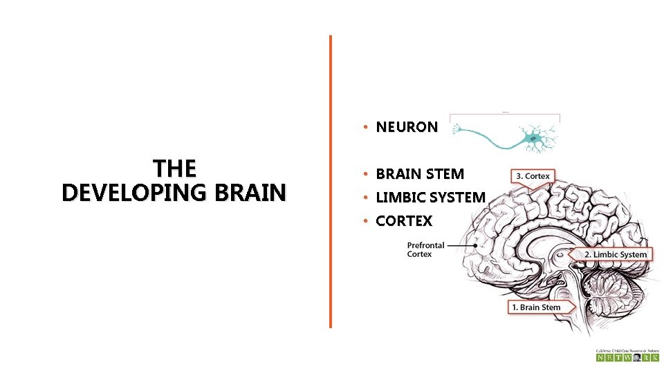  • NEURON THE DEVELOPING BRAIN • BRAIN STEM • LIMBIC SYSTEM • CORTEX