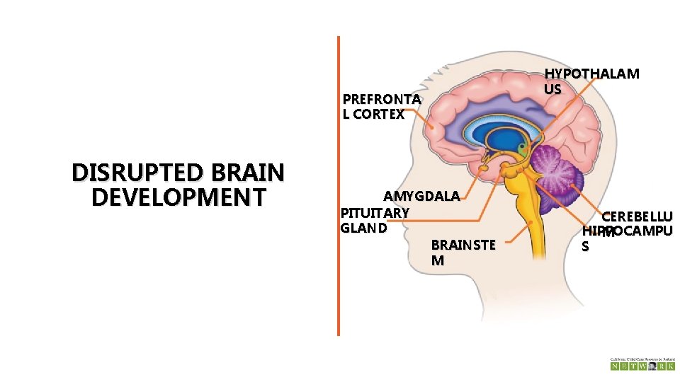 PREFRONTA L CORTEX DISRUPTED BRAIN DEVELOPMENT AMYGDALA PITUITARY GLAND BRAINSTE M HYPOTHALAM US CEREBELLU