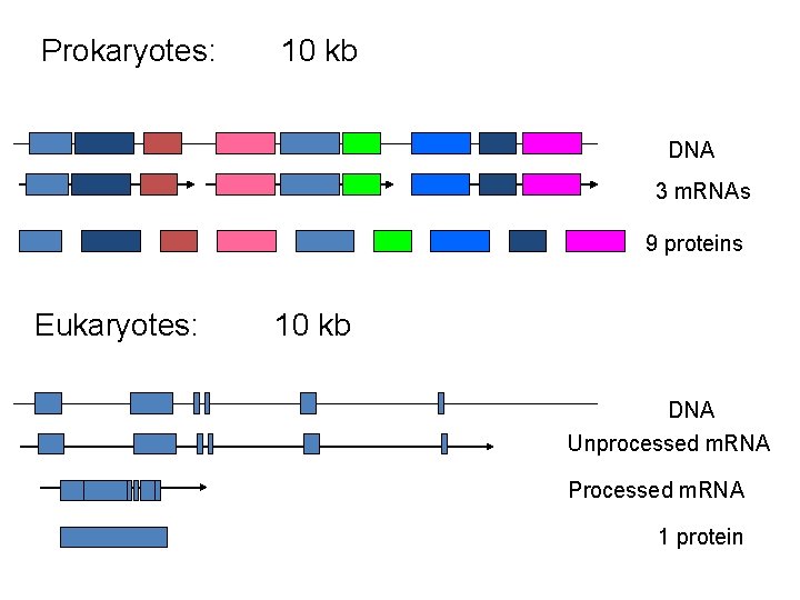 Prokaryotes: 10 kb DNA 3 m. RNAs 9 proteins Eukaryotes: 10 kb DNA Unprocessed