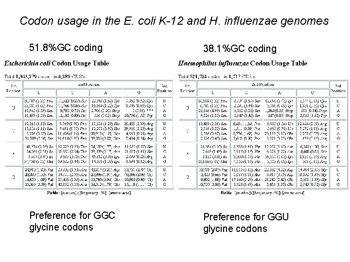 Codon usage in the E. coli K-12 and H. influenzae genomes 51. 8%GC coding