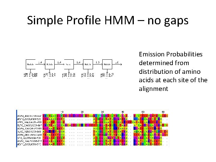 Simple Profile HMM – no gaps Emission Probabilities determined from distribution of amino acids