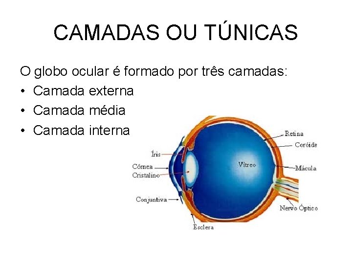 CAMADAS OU TÚNICAS O globo ocular é formado por três camadas: • Camada externa