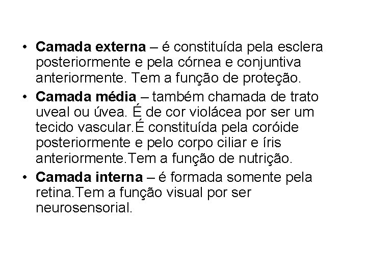  • Camada externa – é constituída pela esclera posteriormente e pela córnea e