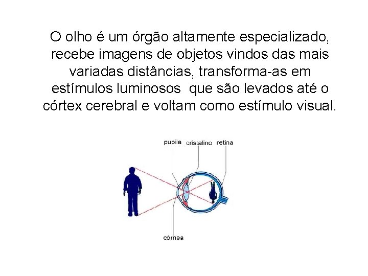 O olho é um órgão altamente especializado, recebe imagens de objetos vindos das mais