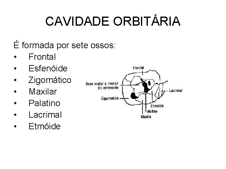 CAVIDADE ORBITÁRIA É formada por sete ossos: • Frontal • Esfenóide • Zigomático •