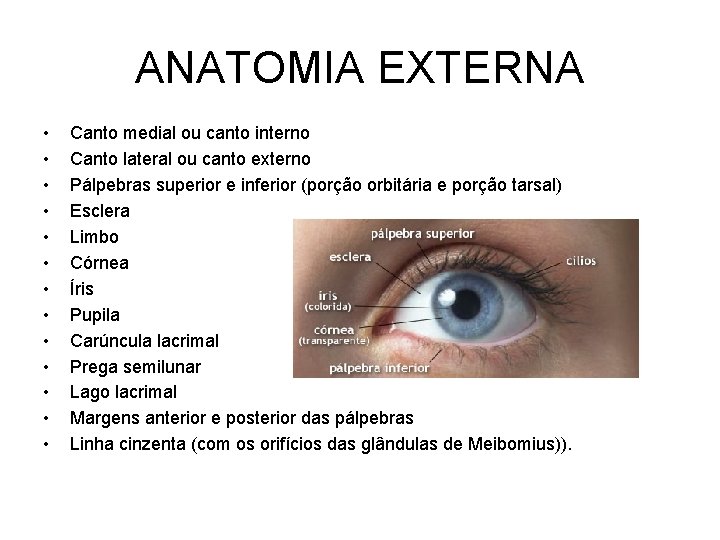 ANATOMIA EXTERNA • • • • Canto medial ou canto interno Canto lateral ou