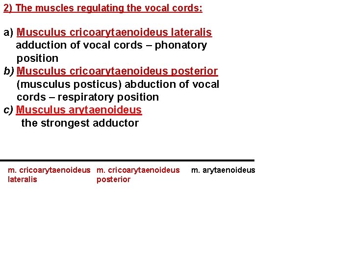 2) The muscles regulating the vocal cords: a) Musculus cricoarytaenoideus lateralis adduction of vocal