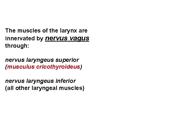 The muscles of the larynx are innervated by nervus vagus through: nervus laryngeus superior