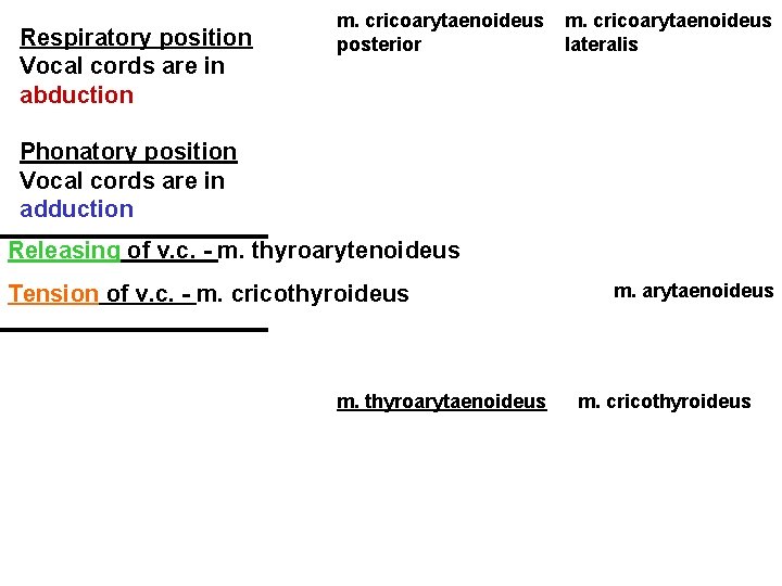 Respiratory position Vocal cords are in abduction m. cricoarytaenoideus posterior m. cricoarytaenoideus lateralis Phonatory