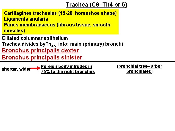 Trachea (C 6–Th 4 or 5) Cartilagines tracheales (15 -20, horseshoe shape) Ligamenta anularia