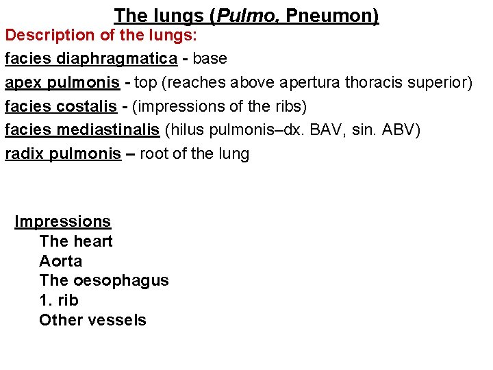 The lungs (Pulmo, Pneumon) Description of the lungs: facies diaphragmatica - base apex pulmonis