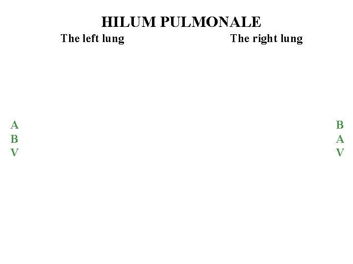 HILUM PULMONALE The left lung A B V The right lung B A V