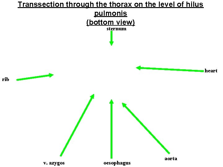 Transsection through the thorax on the level of hilus pulmonis (bottom view) sternum heart