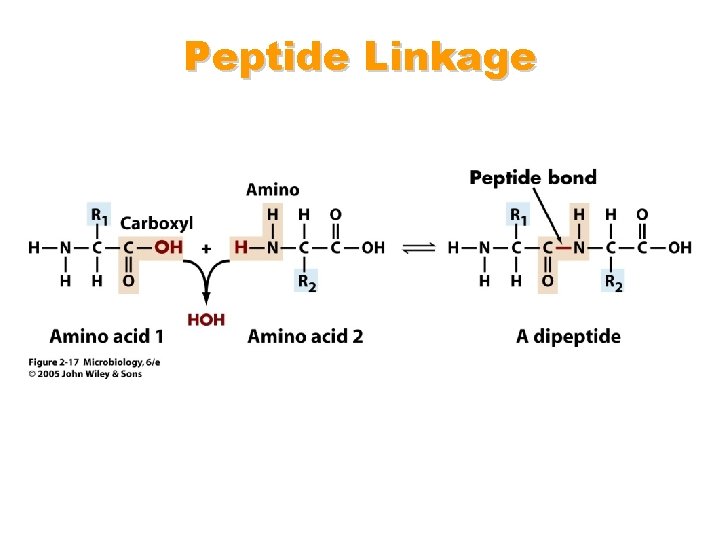 Peptide Linkage 