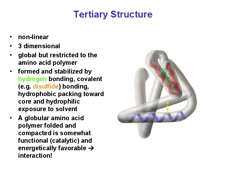 Tertiary Structure • non-linear • 3 dimensional • global but restricted to the amino