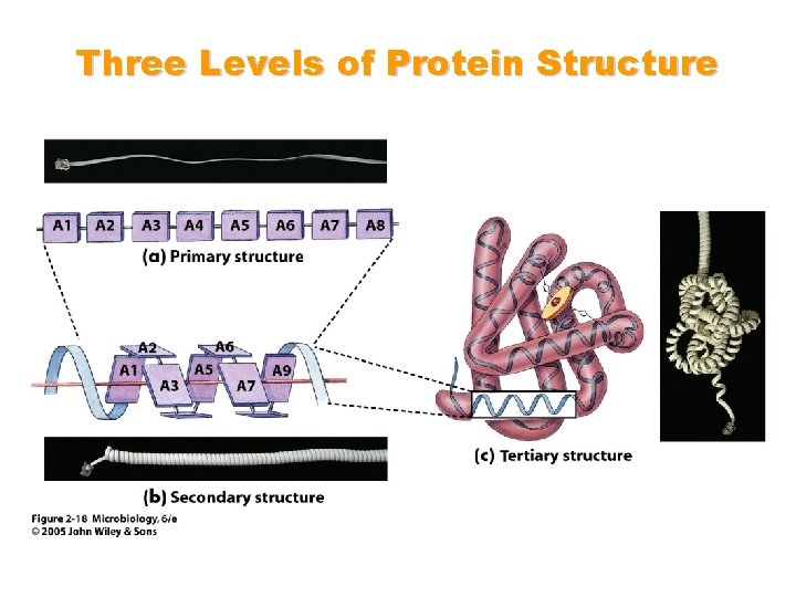 Three Levels of Protein Structure 