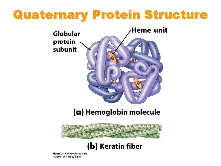 Quaternary Protein Structure 