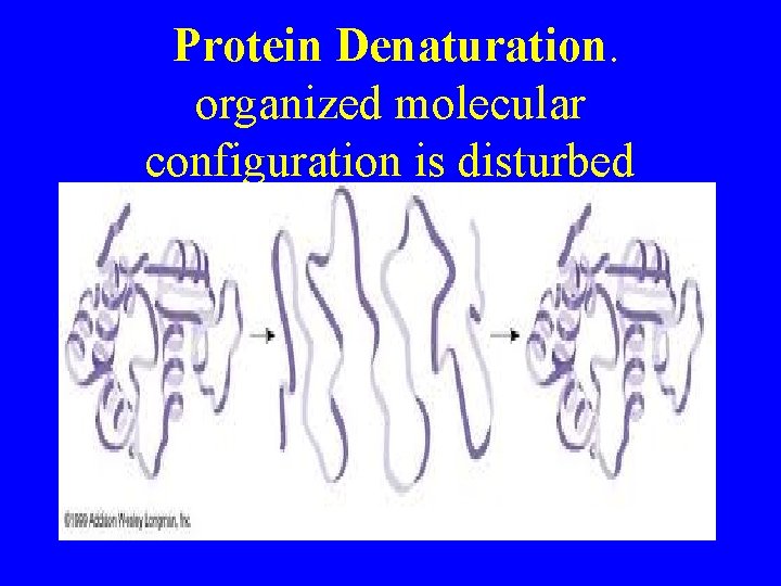  Protein Denaturation. organized molecular configuration is disturbed 
