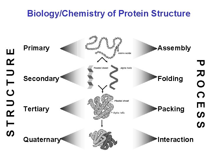 Primary Assembly Secondary Folding Tertiary Packing Quaternary Interaction PROCESS STRUCTURE Biology/Chemistry of Protein Structure