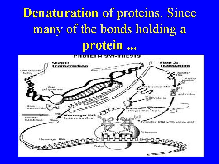 Denaturation of proteins. Since many of the bonds holding a protein. . . 