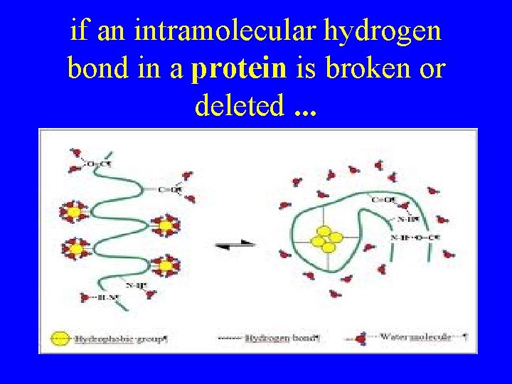 if an intramolecular hydrogen bond in a protein is broken or deleted. . .