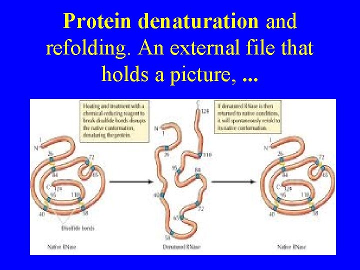 Protein denaturation and refolding. An external file that holds a picture, . . .