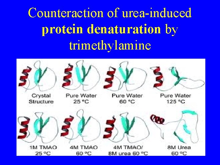 Counteraction of urea-induced protein denaturation by trimethylamine 
