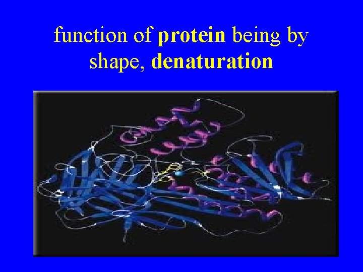 function of protein being by shape, denaturation 