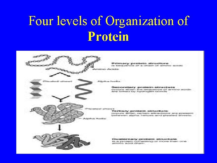 Four levels of Organization of Protein 