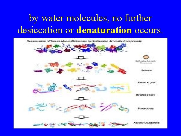 by water molecules, no further desiccation or denaturation occurs. 