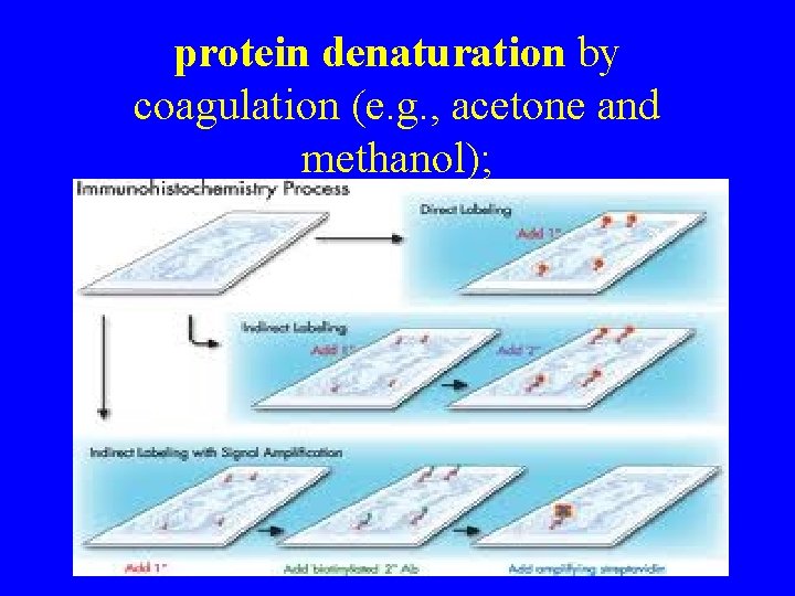 protein denaturation by coagulation (e. g. , acetone and methanol); 