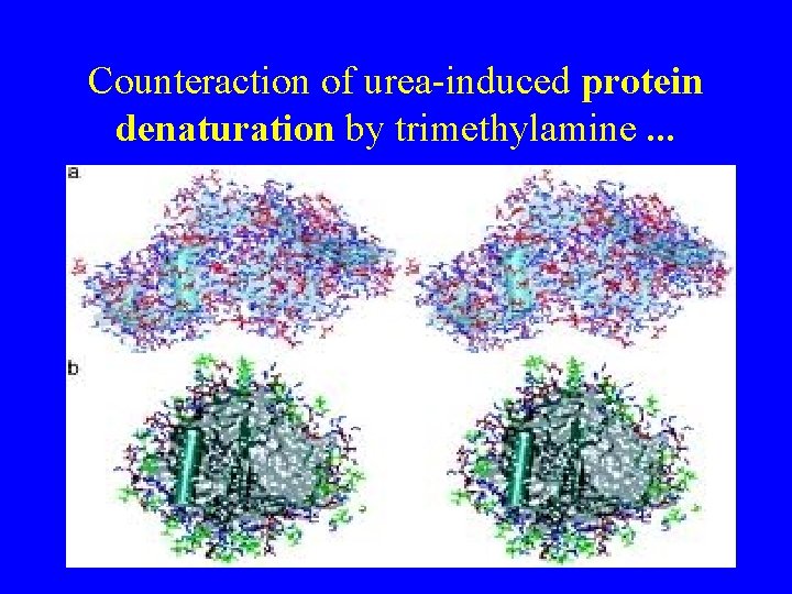 Counteraction of urea-induced protein denaturation by trimethylamine. . . 