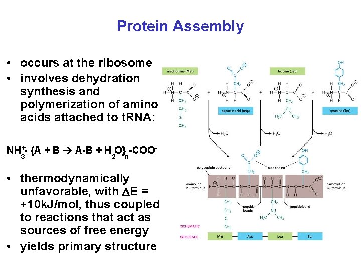 Protein Assembly • occurs at the ribosome • involves dehydration synthesis and polymerization of