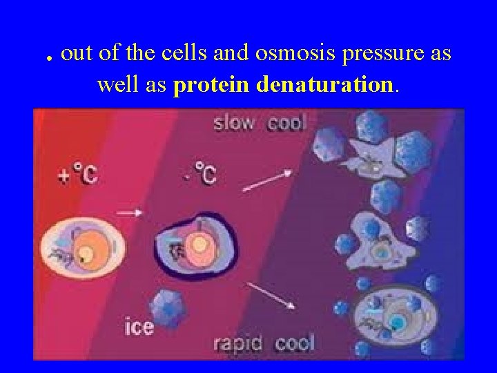 . out of the cells and osmosis pressure as well as protein denaturation. 