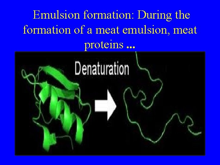  Emulsion formation: During the formation of a meat emulsion, meat proteins. . .