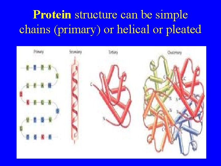 Protein structure can be simple chains (primary) or helical or pleated . . .