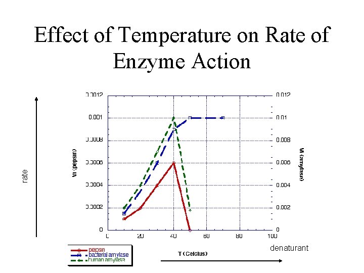 rate Effect of Temperature on Rate of Enzyme Action denaturant 