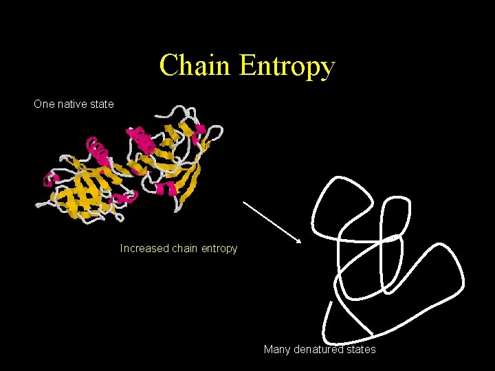 Chain Entropy One native state Increased chain entropy Many denatured states 