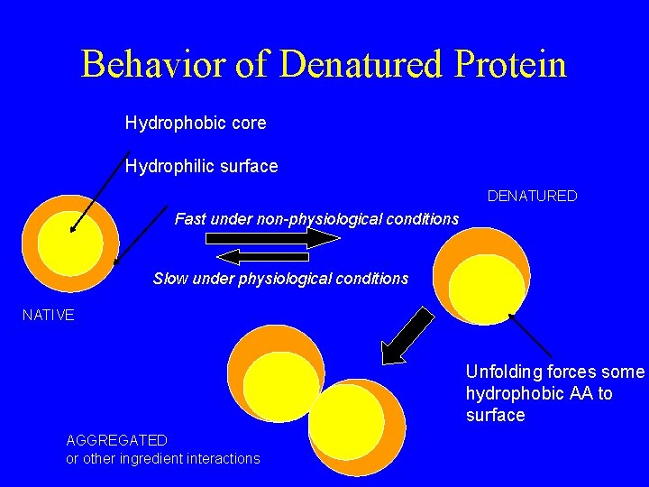 Behavior of Denatured Protein Hydrophobic core Hydrophilic surface DENATURED Fast under non-physiological conditions Slow